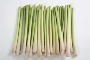 Nông Sản Thảo Nguyên Xanh – Công Ty CP XNK Thảo Nguyên Xanh