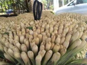 Nông Sản Thảo Nguyên Xanh – Công Ty CP XNK Thảo Nguyên Xanh