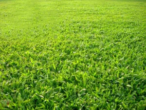 Công Ty Trách Nhiệm Hữu Hạn Một Thành Viên Dịch Vụ Cảnh Quan Đồng Nai