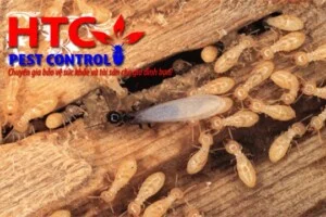 Diệt Mối Hùng Thịnh – VPGD Công Ty TNHH MTV Dịch Vụ Hùng Thịnh