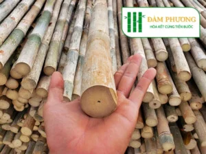 Nhà Cung Cấp Tre Tầm Vông Đàm Phương