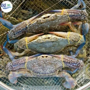 Hải Sản Giang Ghẹ – Công Ty TNHH Thương Mại Dịch Vụ Hải Sản 68