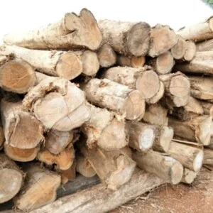 Gỗ Xanh – Công ty TNHH TMDV Gỗ Xanh