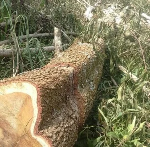 Gỗ Xanh – Công ty TNHH TMDV Gỗ Xanh