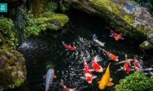 Thiết Kế Cảnh Quan VJ-TOP – Công Ty TNHH VJ-TOP