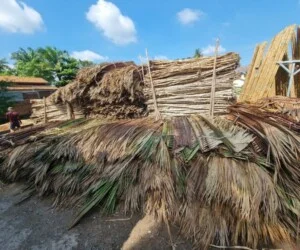 Cừ Tràm Tiến Thành – Công Ty TNHH Dịch Vụ Phát Triển Tiến Thành