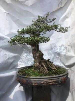 Bonsai Chu Thoong