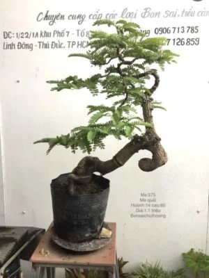 Bonsai Chu Thoong