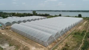 Nhà Kính Nông Nghiệp Rich Farm – Công Ty TNHH TM – DV Nông Nghiệp CNC Rich Farm