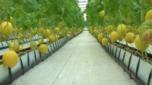 Nhà Kính Nông Nghiệp Rich Farm – Công Ty TNHH TM – DV Nông Nghiệp CNC Rich Farm