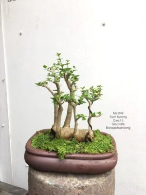Bonsai Chu Thoong
