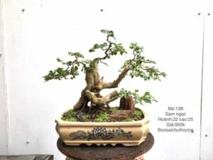 Bonsai Chu Thoong