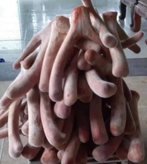 Nhung Hươu Phương Nam – Công Ty TNHH Nông Trại Xanh Phương Nam