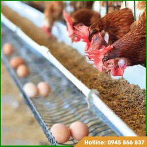 Thiết Bị Trang Trại Mạnh Đại Tín – Công Ty TNHH Sản Xuất Thiết Bị Trang Trại Mạnh Đại Tín