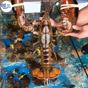 Hải Sản Giang Ghẹ – Công Ty TNHH Thương Mại Dịch Vụ Hải Sản 68