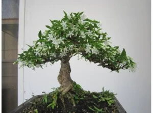 Công Ty TNHH Sinh Vật Cảnh Sơn Thảo Nguyên