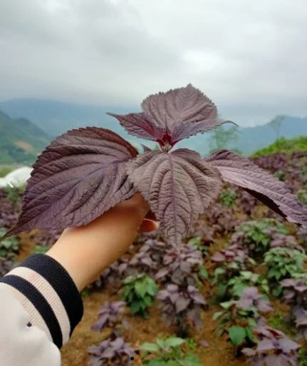 Chi Nhánh Công Ty TNHH Liên Điểm