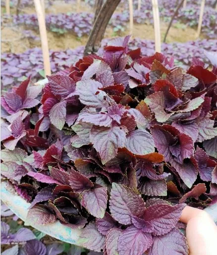 Công Ty Cổ Phần P3T