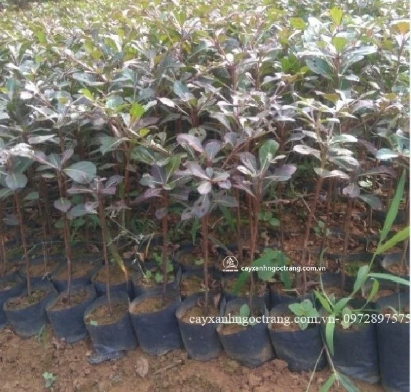 Công Viên Suối Mơ