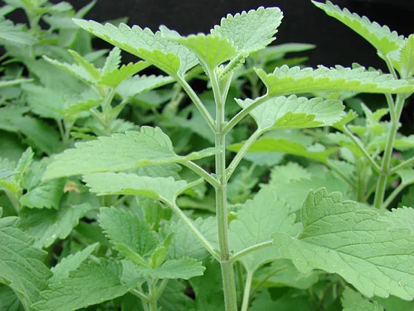 Công Ty Cổ Phần VEM Việt Nam