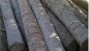 Công Ty TNHH DV Phát Triển Tiến Thành