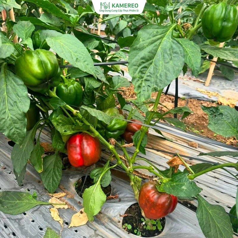 Thực Phẩm Sỉ Kamereo – Công Ty TNHH Kamereo