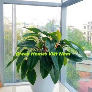 Công Ty Cổ Phần Green Homes Việt Nam