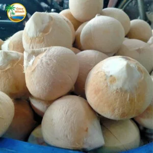 Xơ Dừa Coco Hitech – Công Ty TNHH Xuất Khẩu Nhập Khẩu Coco Hitech