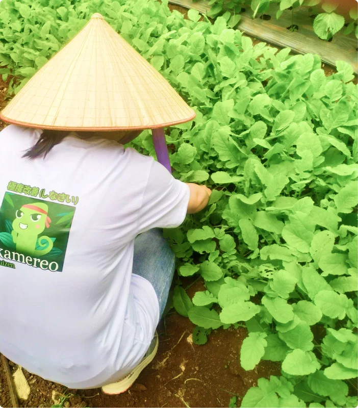 Thực Phẩm Sỉ Kamereo – Công Ty TNHH Kamereo