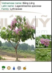 Chi Nhánh Công Ty TNHH Ngoại Thất Xanh