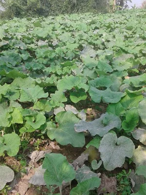 Chi Nhánh Tại Đắk Lắk – Công Ty Cổ Phần Nông Lâm Nghiệp Đức Phú