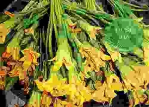 Thực Phẩm Dũng Hà – Công Ty TNHH Nông Sản Dũng Hà