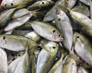 Thủy Hải Sản Oceansix Foods – Công Ty TNHH Oceansix Foods