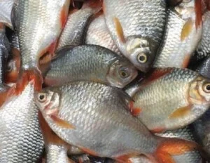 Thủy Hải Sản Oceansix Foods – Công Ty TNHH Oceansix Foods