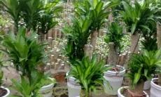 Công Ty CP Phúc Lộc Viên