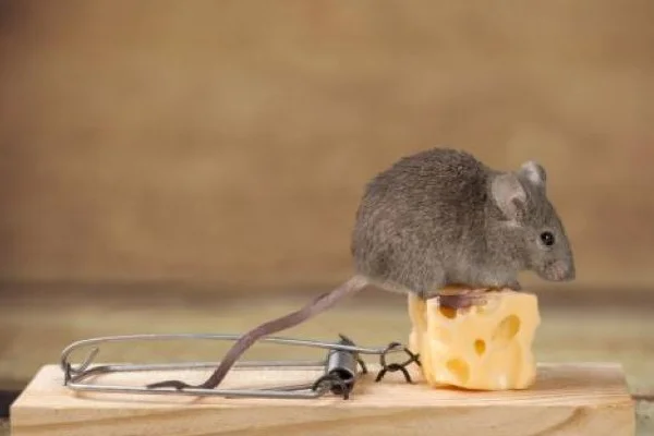 Diệt Côn Trùng Trịnh Gia Bảo – Công Ty Cổ Phần Đầu Tư Trịnh Gia Bảo