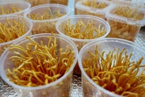 Hợp Tác Xã Nấm Tam Đảo