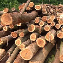 Gỗ Hòa Phát – Công Ty TNHH Lâm Nghiệp Hòa Phát