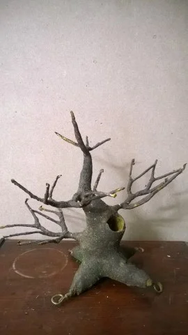Goc Bonsai