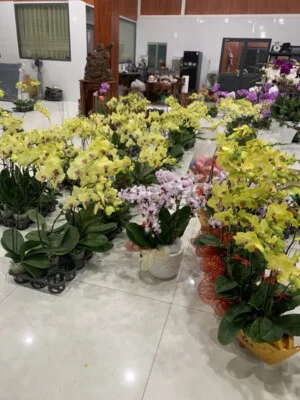 Nhà Vườn Hoa Lan Cầu Ván