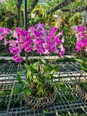 Nhà Vườn Hoa Lan Cầu Ván