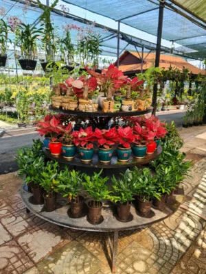 Nhà Vườn Hoa Lan Cầu Ván