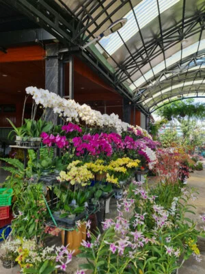 Nhà Vườn Hoa Lan Cầu Ván