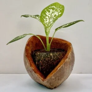 Đồ Dùng Thú Cưng TTT INTERNATIONAL – Công Ty TNHH TTT INTERNATIONAL