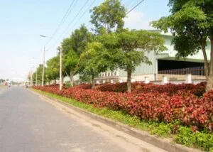 Công Ty Cổ Phần Dịch Vụ Kỹ Thuật Hoa Cây Cảnh Hoàng Anh