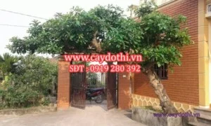 Công Ty TNHH Lanscape – Cây Xanh Đô Thị Việt Nam