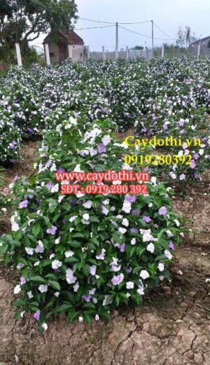 Công Ty TNHH Lanscape – Cây Xanh Đô Thị Việt Nam