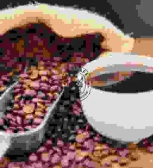 LOPHAFE – Công Ty TNHH Sản Xuất – Thương Mại – Dịch Vụ Long Phan