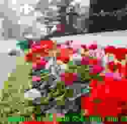 Ch¨m20sac20c©y20xanh20th­eng20xuyan20t¹i20kh¸ch20s¹n20nam20c­eng