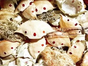 Công Ty Cổ Phần Safimex